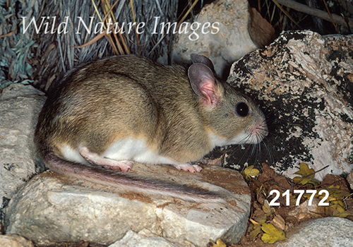 White-toothed Woodrat (Neotoma leucodon)